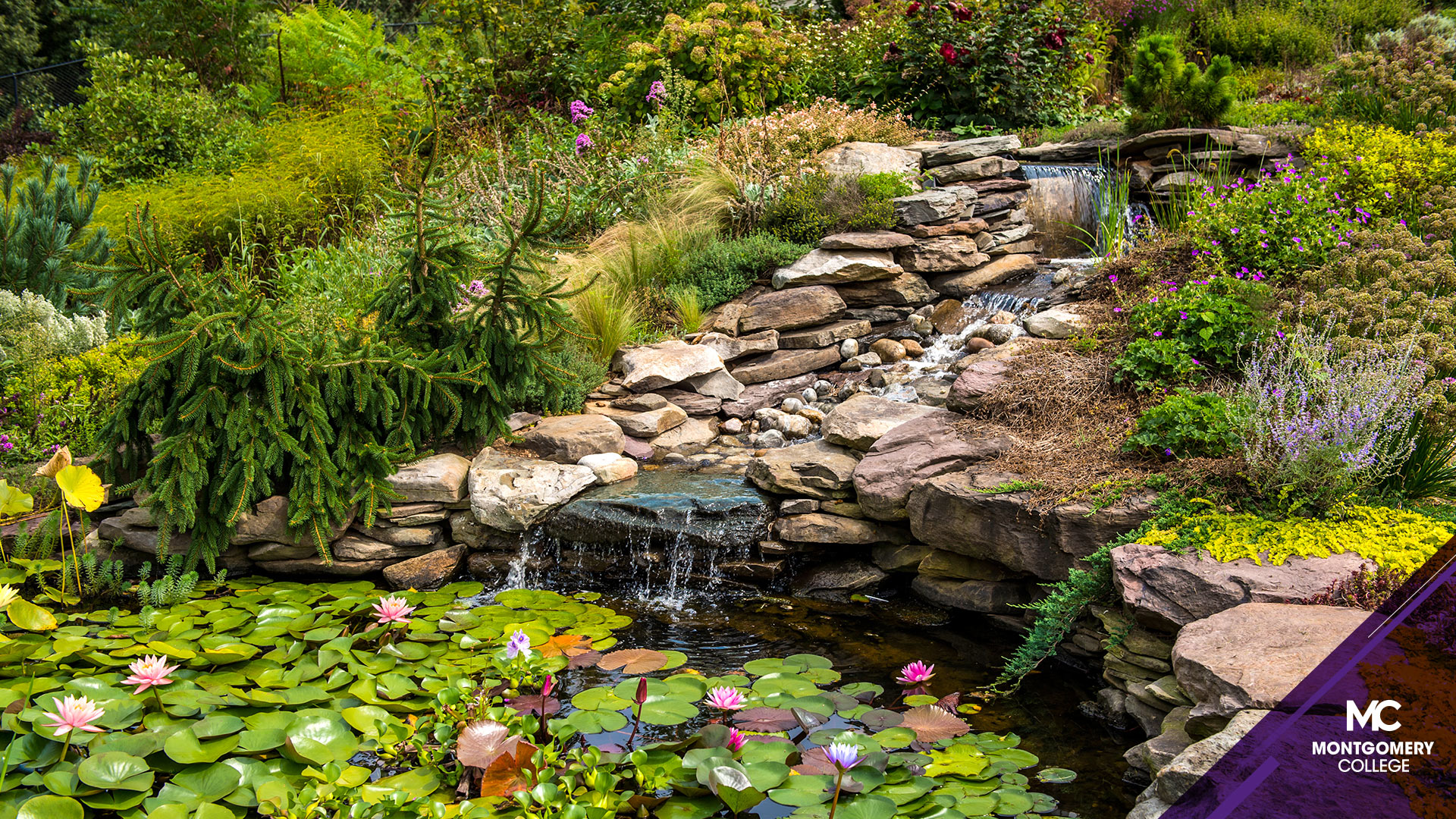 MC Outdoor Activities 1 Zoom Background - A scenic view of the Germantown Campus' garden and miniature waterfall.
